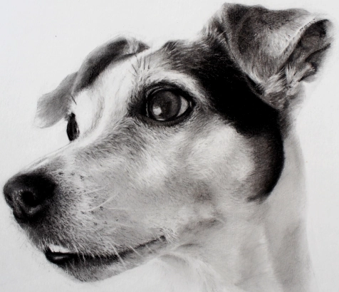 portrait d'un chien Jack Russell d'après photo, dessin, fusain et Graphite - detail 